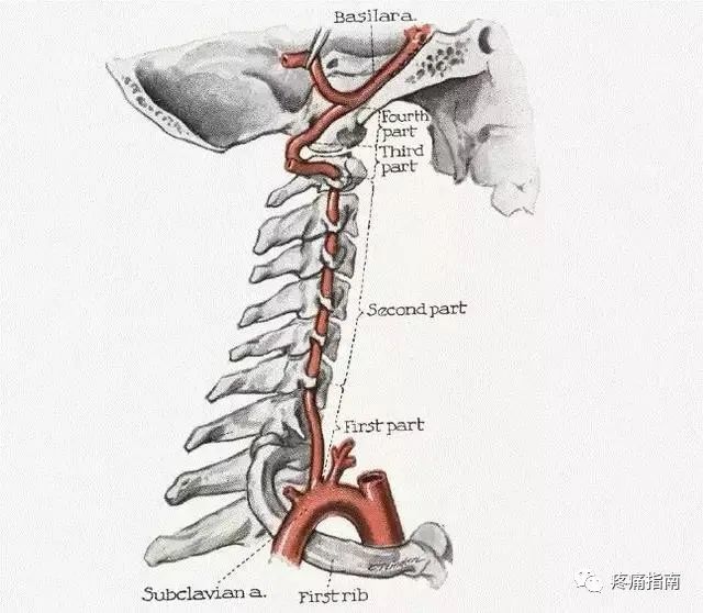 谈颈部解剖之椎动脉