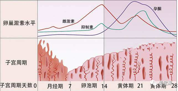 而是随着生理周期的阶段不同,卵巢所分泌的激素水平有变化,也会使子宫