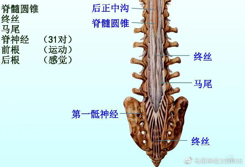 腰椎间盘突出症压迫马尾神经的患者可能存在排便功能障碍,包括大小便
