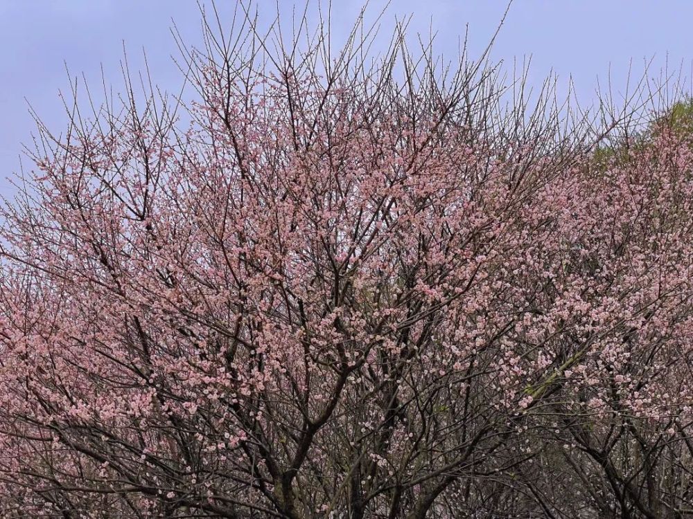 树木园限时梅花林再不来花期就过了