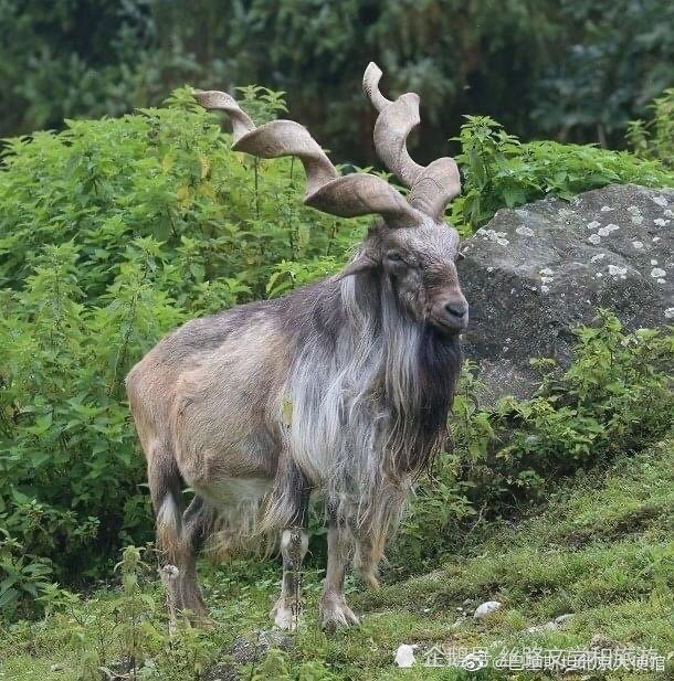 巴基斯坦国宝捻角山羊markhor