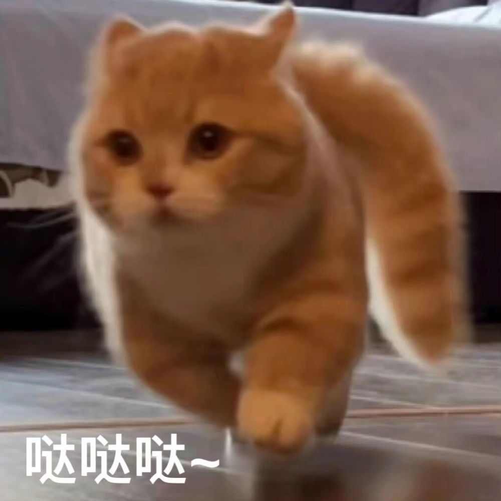 可爱猫咪表情包:哒哒哒_腾讯新闻