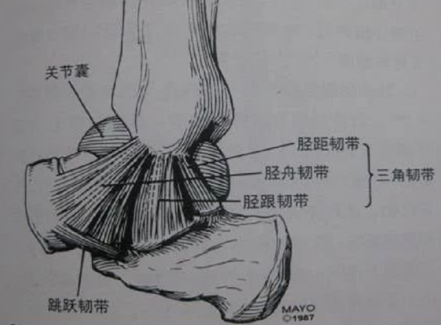 2.逆向思维某个平面可以看到什么结构?1.从哪里找距腓前韧带?