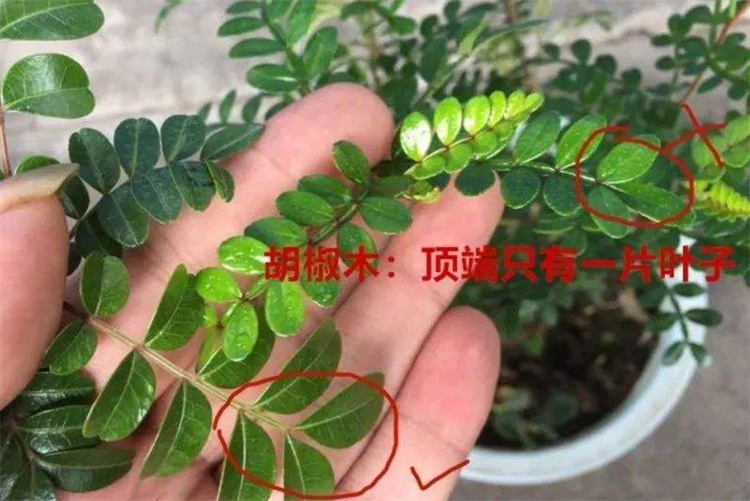 植物科普清香木和胡椒木的区别在哪第一点看叶子的单双数