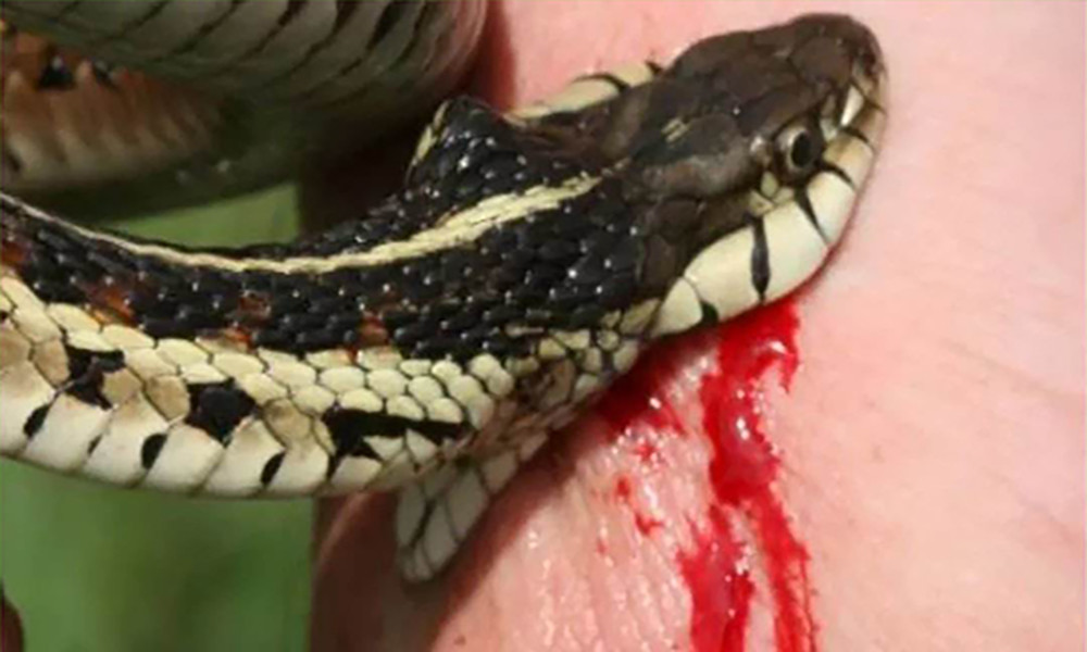 银环蛇五步蛇眼镜王蛇谁才是生活中最危险的毒蛇呢