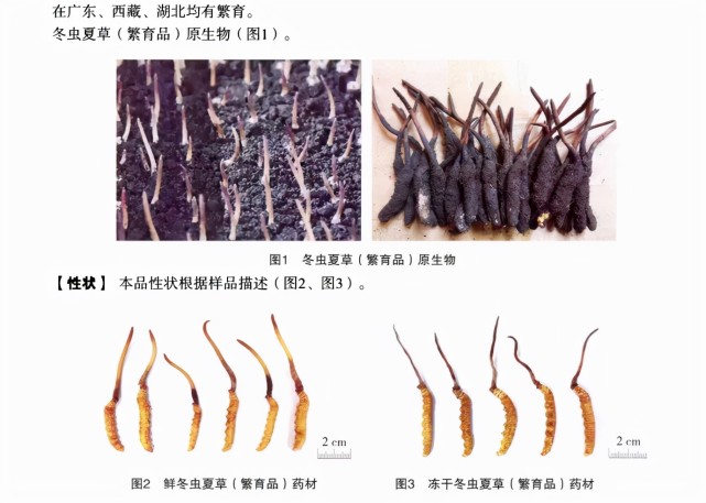 号称"软黄金"的冬虫夏草,还拥有着不可复制的神话吗?