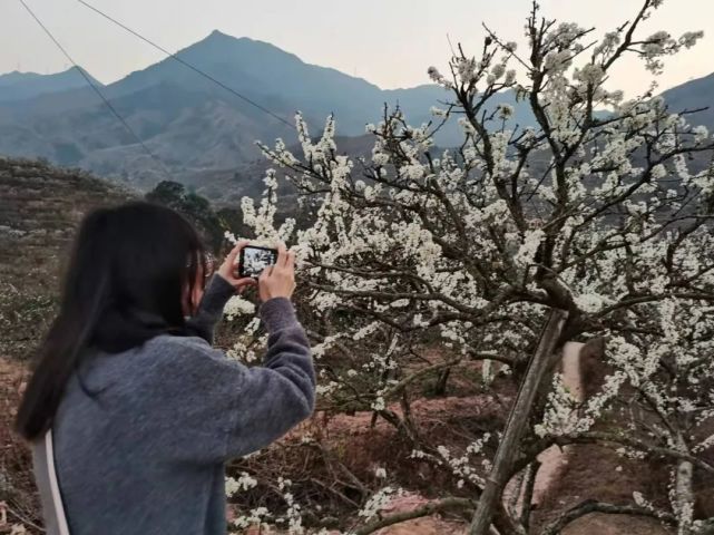 信宜钱排李花开了,约吗?