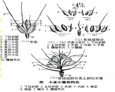 知识点小麦穗分化进程和影响因素