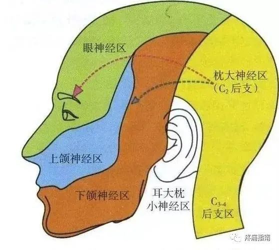 枕神经痛的诊断和治疗