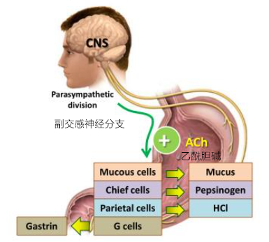 胃蛋白酶原和胃酸的分泌是由于迷走神经冲动的发放.