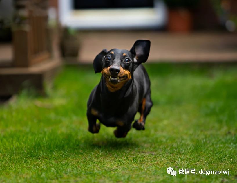 宠物狗大全狗的品种之腊肠犬