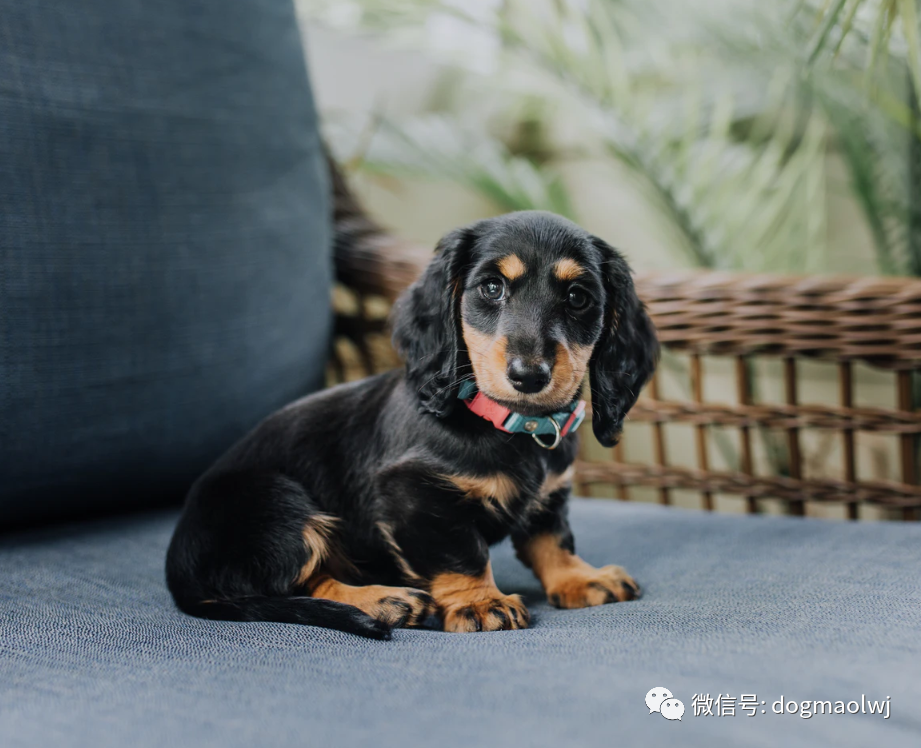 宠物狗大全狗的品种之腊肠犬