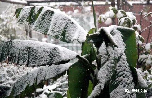 朱晓勤雪中芭蕉