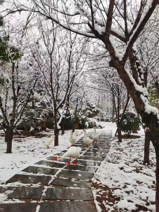 雪后河南校园真美