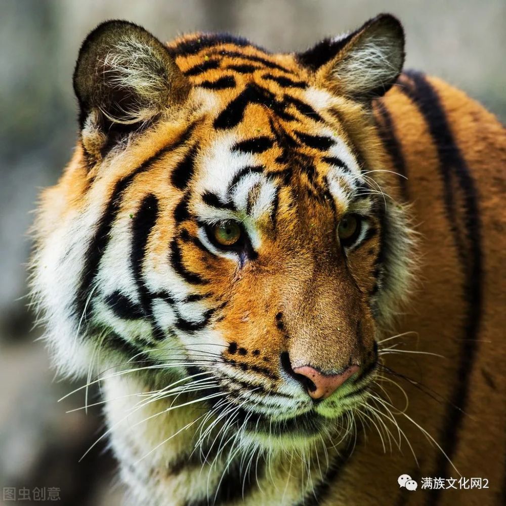 全球老虎只有六种了总量不过四五千头而印度却拥有老虎3000头