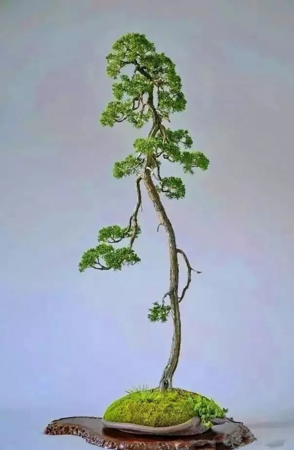 但以针叶树或小叶杂树为佳,如五针松,柏树类,黑松,榆树,六月雪,雀梅竹