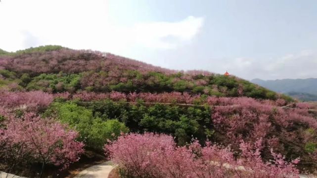 罗源湾浪漫樱花季来袭!春节踏青赏花就去这里!门票免费送!