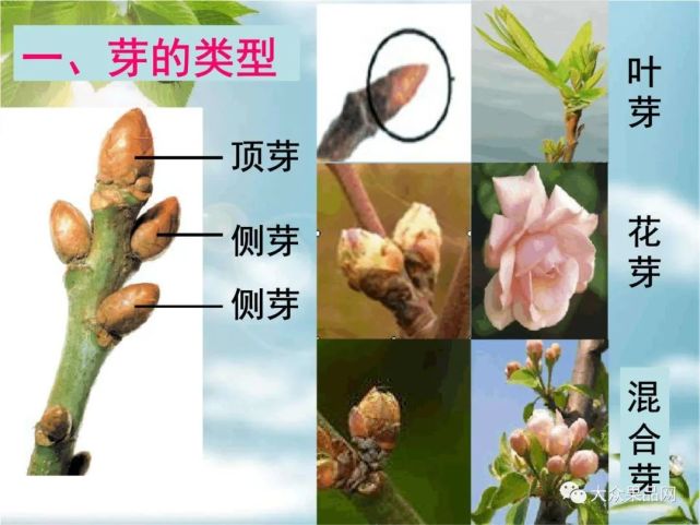 冬季果树修剪如何区分花芽和叶芽