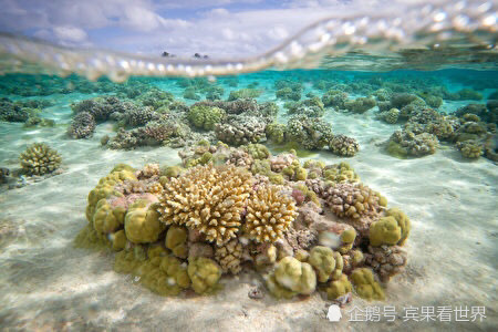 大溪地海岸现原始珊瑚礁面积堪称世界之最