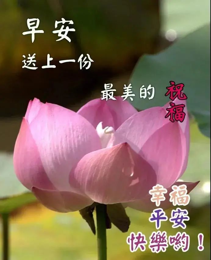 过去的得失别太在意明天的事情别太惦记早安
