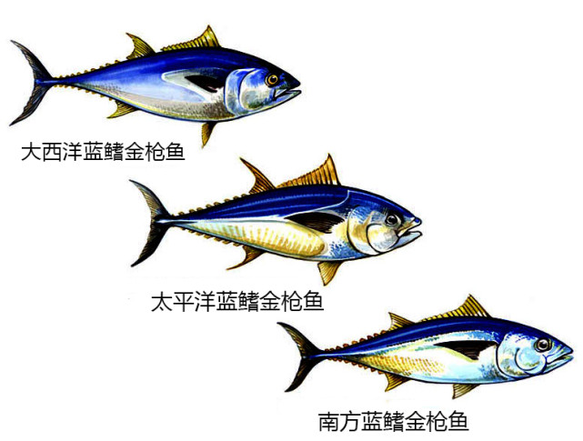 蓝鳍金枪鱼为何这么贵?