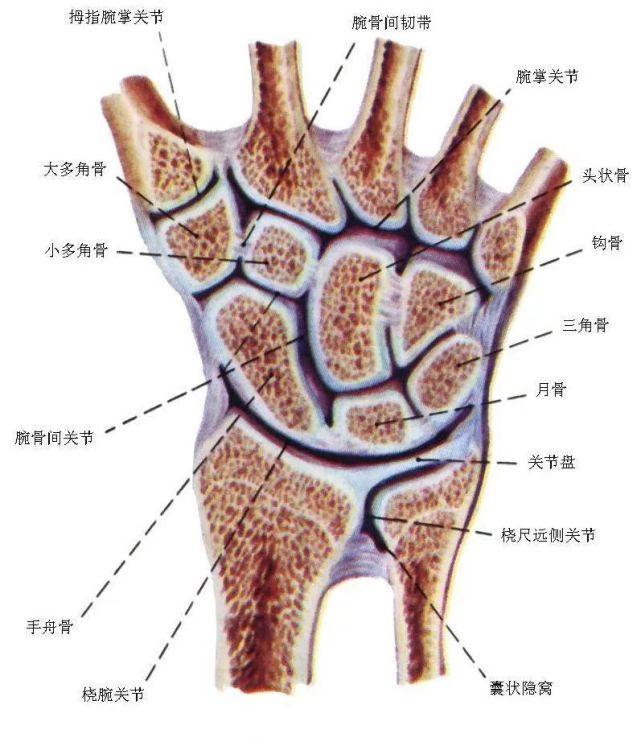 我们的手腕是由八块腕骨和两块长骨的远端构成的,其周围附着有大量的