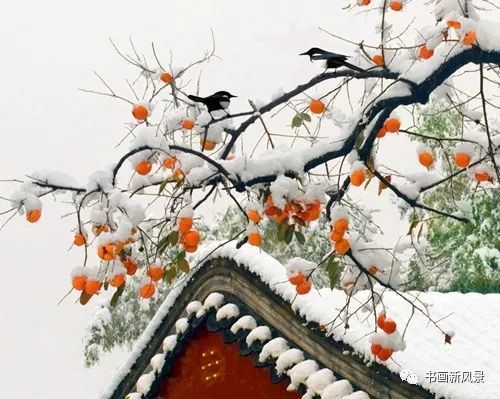 好喜庆的一组雪景,喜"柿"连连!