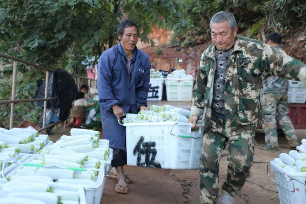 洼垤西葫芦大量上市农民收获满满