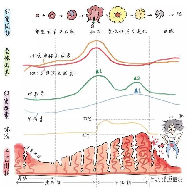 (孕激素和雌激素在月经周期的变化情况)