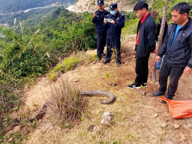 民警到场后,发现大蛇长近4米,疑似国家二级保护野生动物蟒蛇.