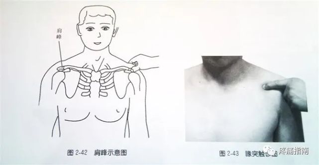 肩部解剖体表标志