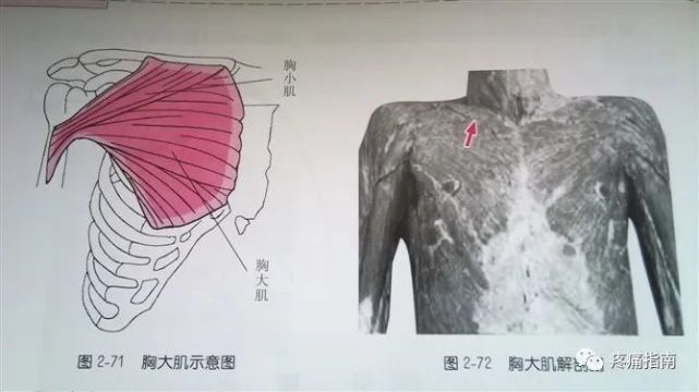 肩部解剖体表标志