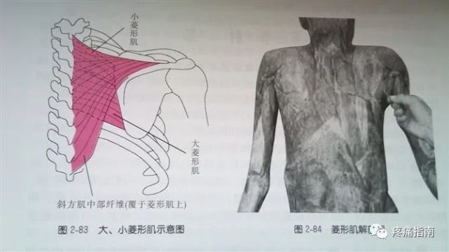 肩部解剖体表标志