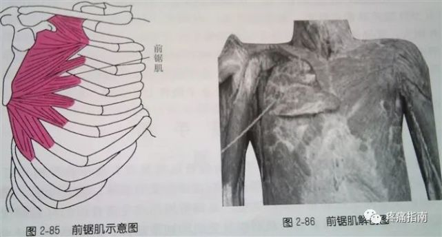 肩部解剖体表标志