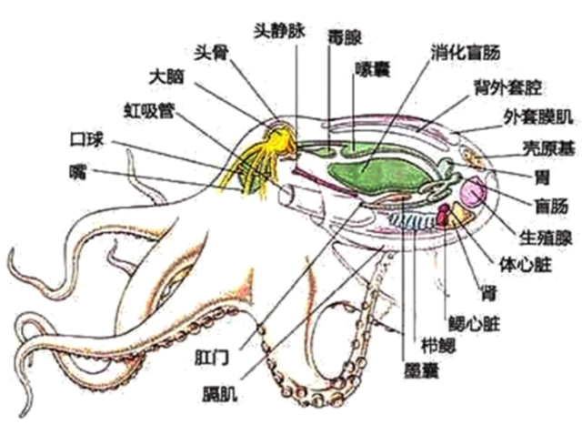 章鱼的身体构造很独特.