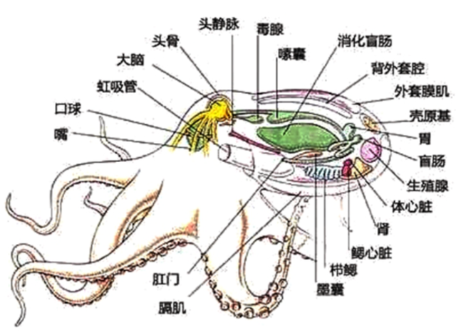 首先章鱼拥有3个心脏,2套记忆系统,5亿个神经元,其中40%的神经元系统