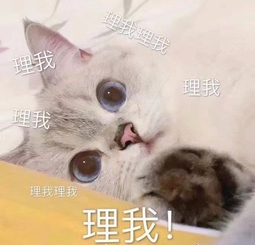 向对象撒娇的可爱猫咪表情包理我理我