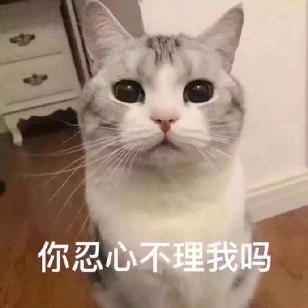 适合发给对象的可爱猫咪表情包我快要哭了哦