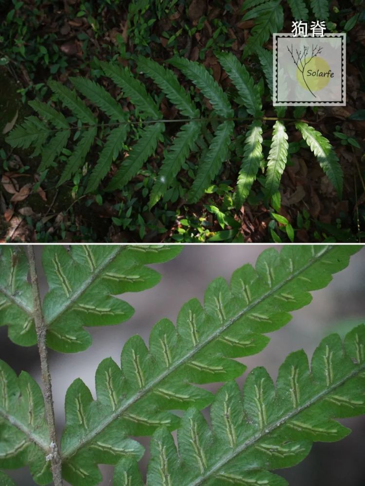 fernsinjiangsu江苏的蕨类植物