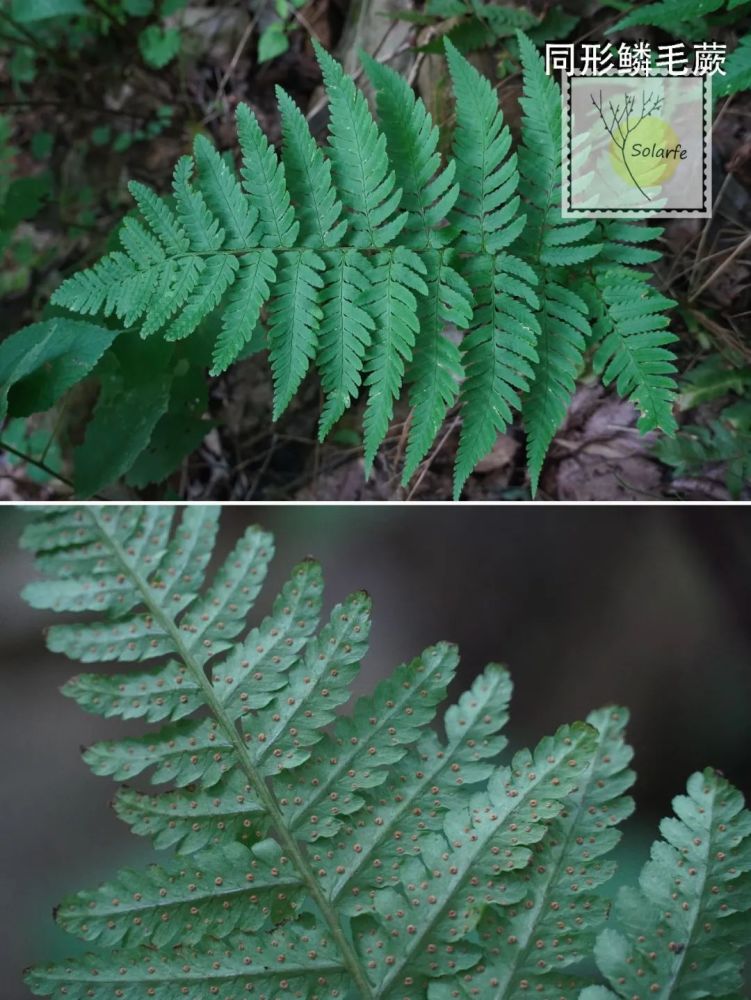 fernsinjiangsu江苏的蕨类植物