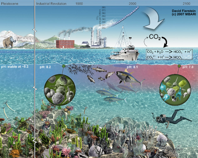 贝王砗磲也怕"酸"丨美丽南海|海洋生物|砗磲|海洋酸化|虫黄藻