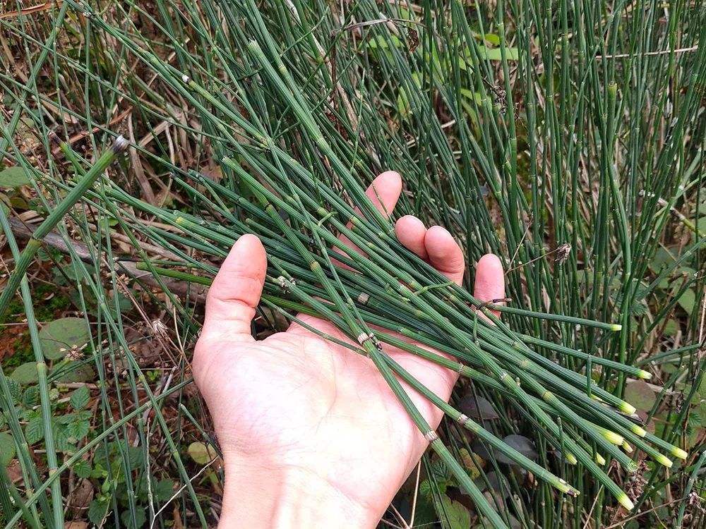 农村溪边常见的节节草别名土麻黄有3大妙用能解决很多烦恼