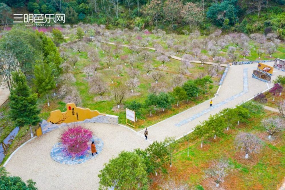 预计春节花期达到鼎盛时期现对外免费开放近日,将乐梅花谷5000多株