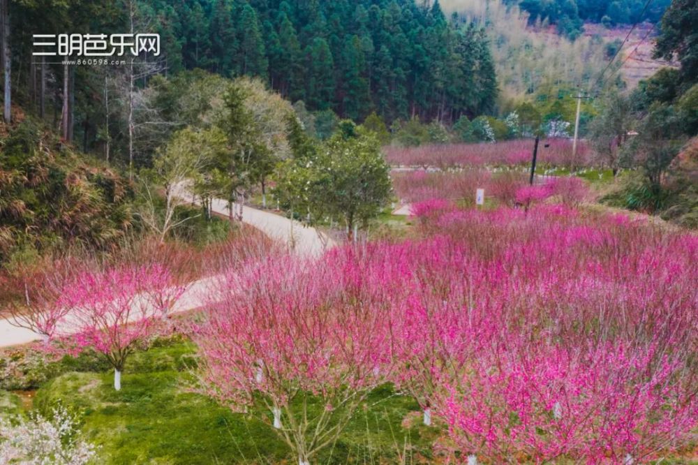 预计春节花期达到鼎盛时期现对外免费开放近日,将乐梅花谷5000多株