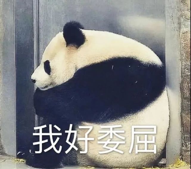 憨憨大熊猫表情包