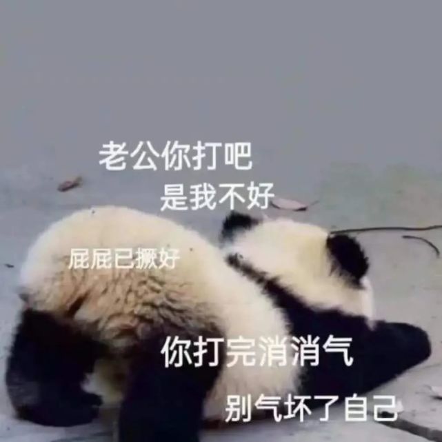 憨憨大熊猫表情包