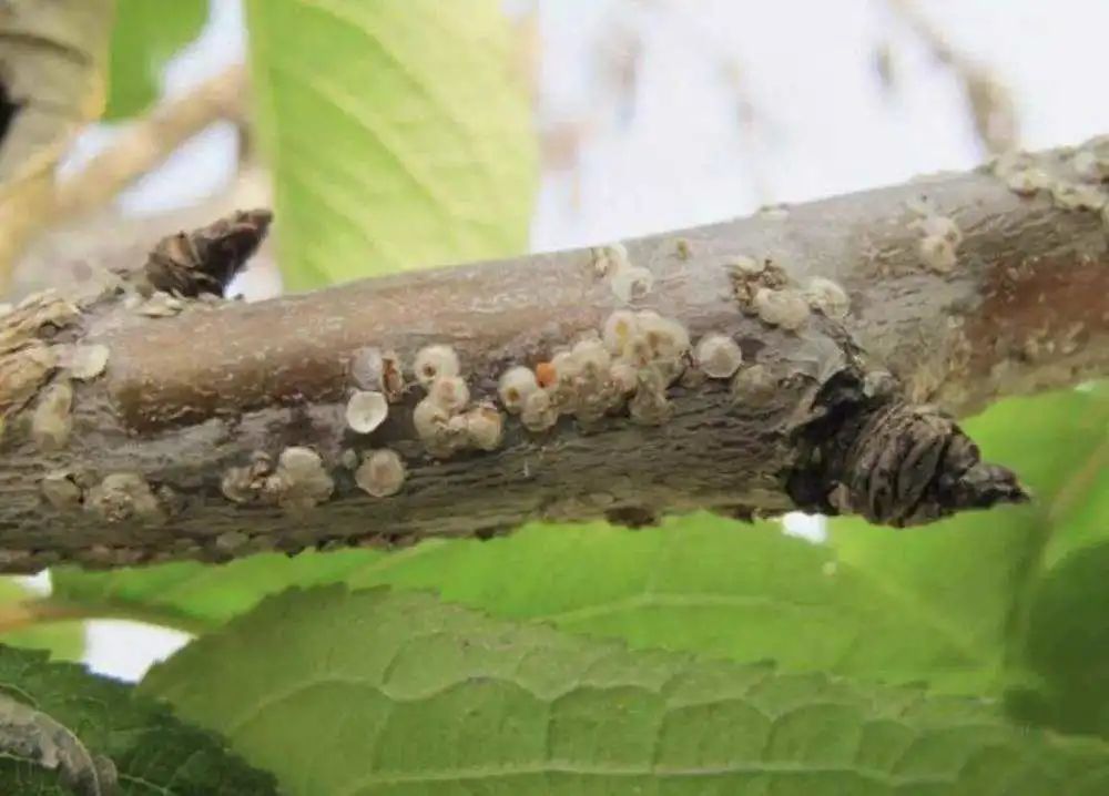 (walker)南非麝香石竹卷蛾6ceroplastes rusci(linnaeus)无花果蜡蚧5