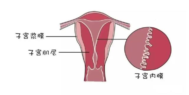 子宫内膜多少mm正常 你知道吗