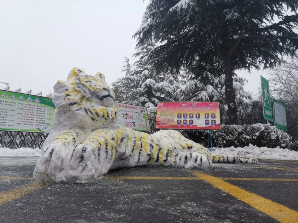 孟津一高老师堆雪老虎栩栩如生