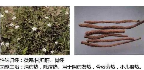 501个中草药图谱(附主治功效)